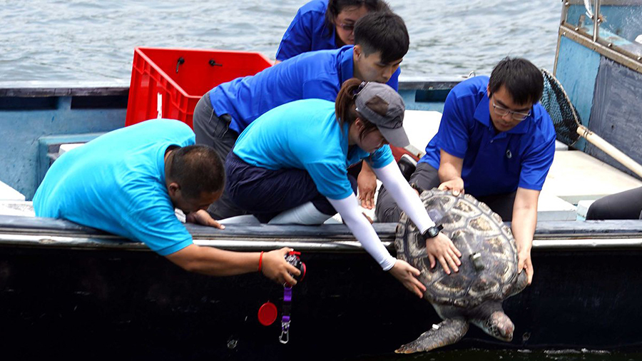 Seven Green turtles released