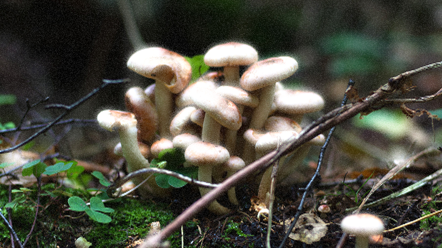 Be aware of Poisonous Mushrooms!