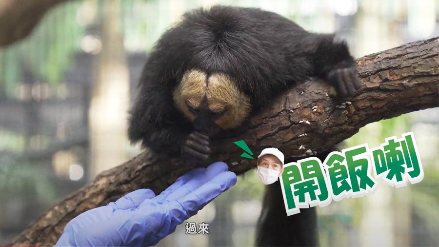 Zookeepers of Hong Kong Zoological and Botanical Gardens