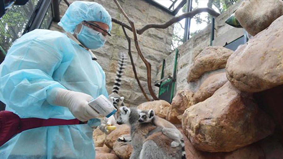 Protecting primates at HK zoo