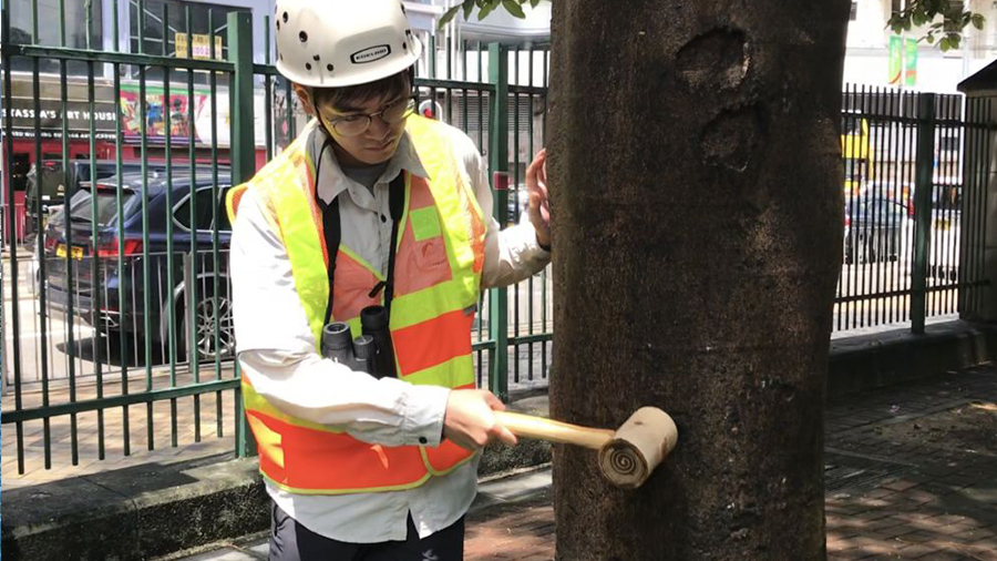 Smart sensing technology to monitor tree stability